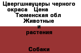 Цвергшнауцеры черного окраса › Цена ­ 18 000 - Тюменская обл. Животные и растения » Собаки   